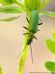 Attēlu rezultāti vaicājumam “Chrysanthia viridissima”