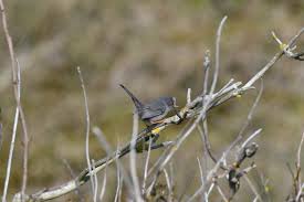 Image result for Sylvia sarda