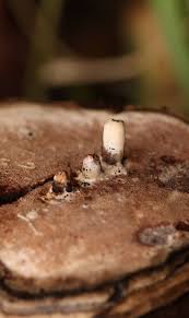 Attēlu rezultāti vaicājumam “Agathomyia wankowiczii”