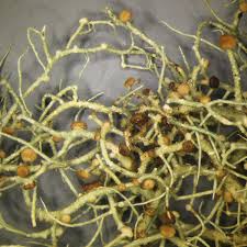 Attēlu rezultāti vaicājumam “Biatoropsis usnearum”