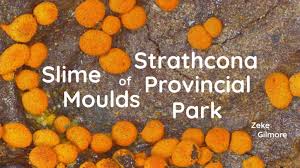 Attēlu rezultāti vaicājumam “Seligeria donniana”