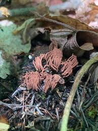 Attēlu rezultāti vaicājumam “Stemonitis splendens spores”
