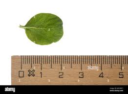 Attēlu rezultāti vaicājumam “Lysimachia nummularia leaf”