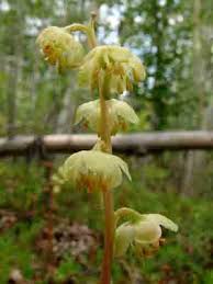 Attēlu rezultāti vaicājumam “Pyrola chlorantha leaf”