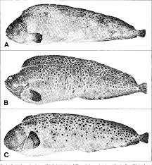 Image result for Anarhichas denticulatus