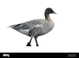 Attēlu rezultāti vaicājumam “Anser brachyrhynchus adult”