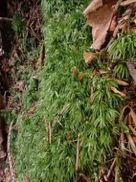 Attēlu rezultāti vaicājumam “Leucobryum juniperoideum”