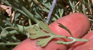 Attēlu rezultāti vaicājumam “Eschscholzia californica leaf”