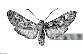 Attēlu rezultāti vaicājumam “Zygaena lonicerae”