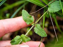 Attēlu rezultāti vaicājumam “Veronica chamaedrys bud”