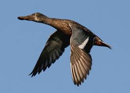 Attēlu rezultāti vaicājumam “Anas clypeata”