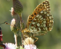 Attēlu rezultāti vaicājumam “Argynnis niobe underside”
