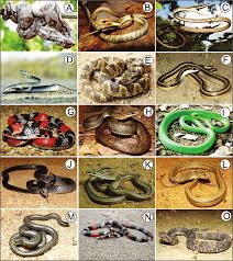 Attēlu rezultāti vaicājumam “Serpentes”