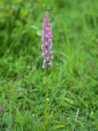 Attēlu rezultāti vaicājumam “Gymnadenia conopsea”