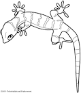 Lizard coloring page