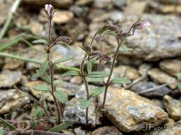 Attēlu rezultāti vaicājumam “Microrrhinum minus leaf”