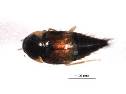 Attēlu rezultāti vaicājumam “Tachyporus sp.”