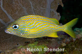 Image result for Haemulon flavolineatum