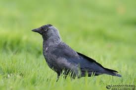 Attēlu rezultāti vaicājumam “Corvus monedula adult”