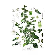 Image result for Melisse