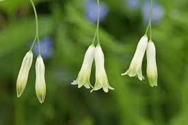 Attēlu rezultāti vaicājumam “Polygonatum multiflorum”