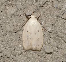 Attēlu rezultāti vaicājumam “Oecophoridae”