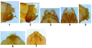 Attēlu rezultāti vaicājumam “Oecetis ochracea”