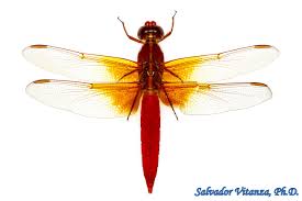 Attēlu rezultāti vaicājumam “Odonata”