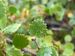 Attēlu rezultāti vaicājumam “Betula nana leaf”