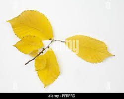 Attēlu rezultāti vaicājumam “Ulmus glabra leaf”