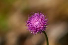 Image result for Alpendistel