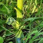 Attēlu rezultāti vaicājumam “Orchis mascula leaf”