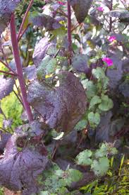 Attēlu rezultāti vaicājumam “Lunaria annua leaf”