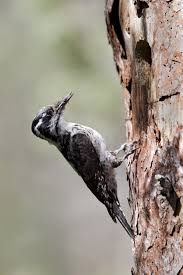 Attēlu rezultāti vaicājumam “Picoides tridactylus adult”