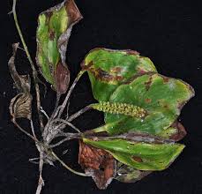 Attēlu rezultāti vaicājumam “Potamogeton natans leaf”