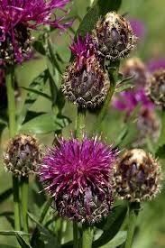 Attēlu rezultāti vaicājumam “Centaurea scabiosa”