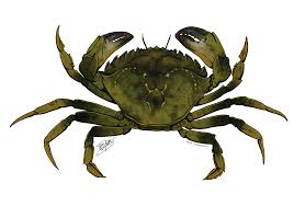Image result for Carcinus maenas