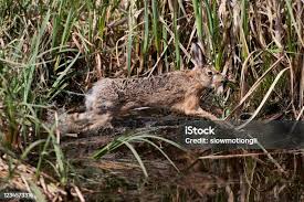 Attēlu rezultāti vaicājumam “Lepus europaeus adult”