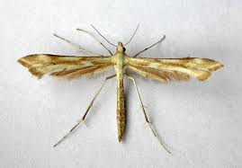 Attēlu rezultāti vaicājumam “Gillmeria pallidactyla”