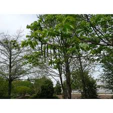 Attēlu rezultāti vaicājumam “Juglans ailanthifolia”