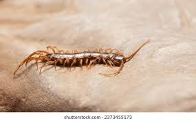 Attēlu rezultāti vaicājumam “Lithobius forficatus”