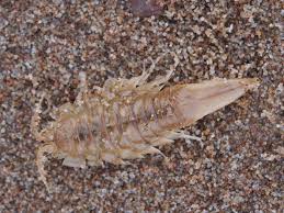 Attēlu rezultāti vaicājumam “Saduria entomon”