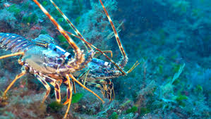 Image result for Palinurus elephas