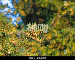 Attēlu rezultāti vaicājumam “Taxus baccata female flower”