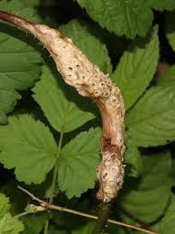 Attēlu rezultāti vaicājumam “Cribraria rubiginosa stalked”