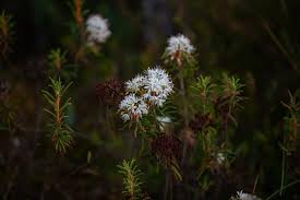 Attēlu rezultāti vaicājumam “Ledum palustre”