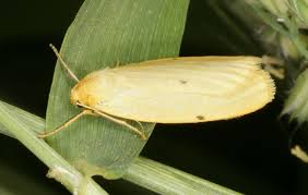 Attēlu rezultāti vaicājumam “Cybosia mesomella”