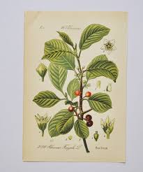 Attēlu rezultāti vaicājumam “Frangula alnus flower”