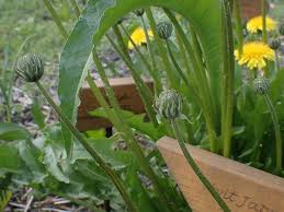 Attēlu rezultāti vaicājumam “Silene tatarica bud”