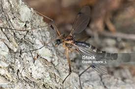 Attēlu rezultāti vaicājumam “Dictenidia bimaculata male”